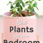 Bedroom plants play a crucial role in enhancing the overall ambiance and air quality of your sleep sanctuary.
