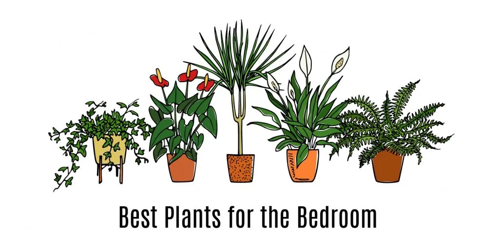 Hand Drawn Houseplants in pots