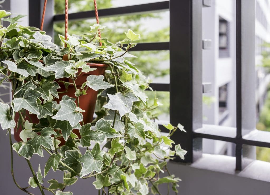 English Ivy Plant in a Pot in Bedroom