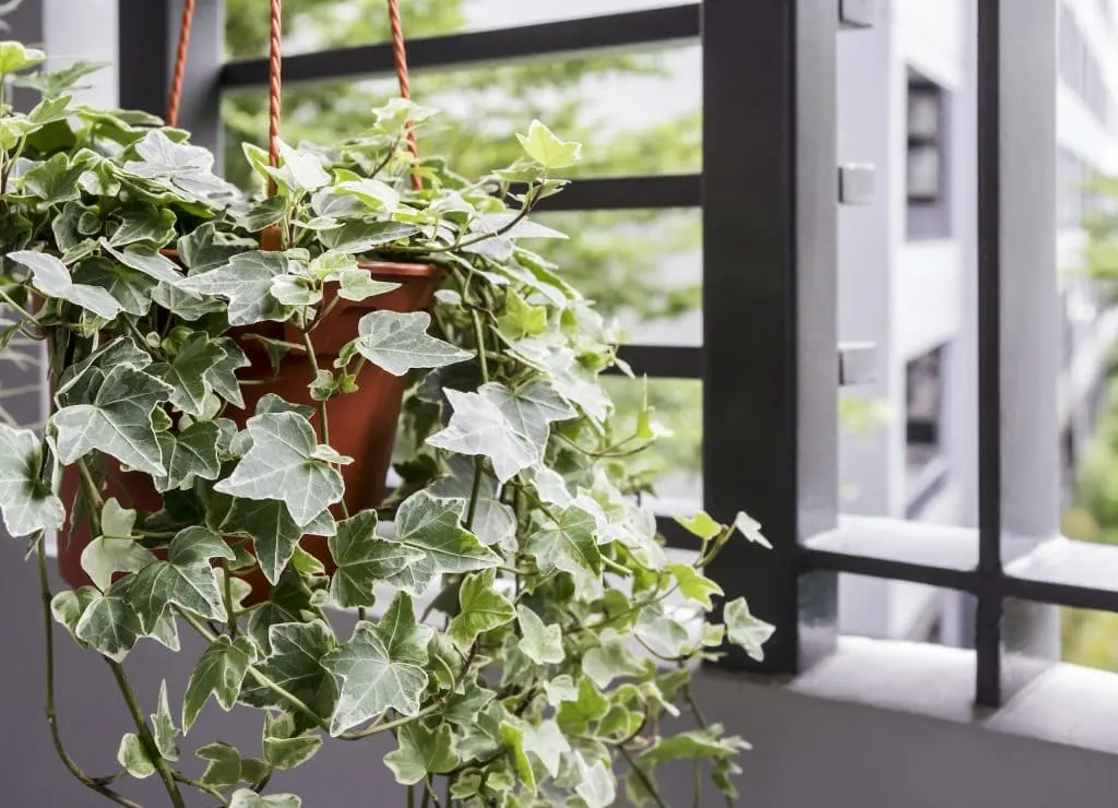 English Ivy Plant in a Pot in Bedroom