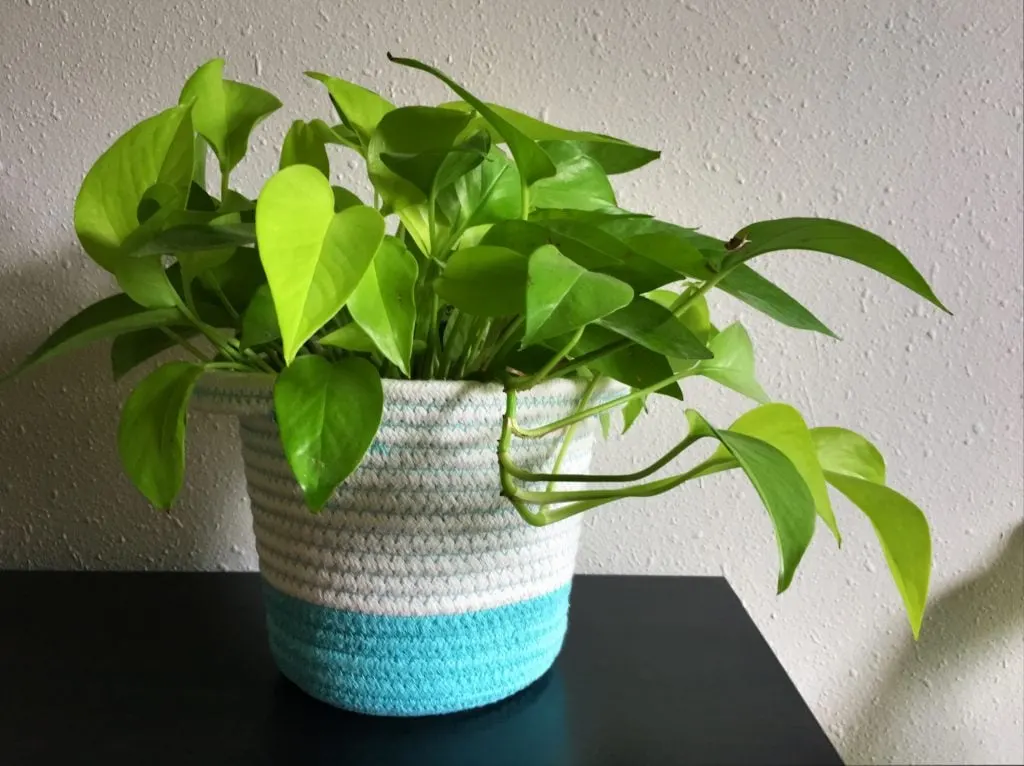 golden pothos bright green leaves in fabric basket