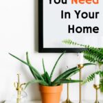 aloe vera plant on white shelf against white wall