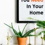 aloe vera plant on white shelf against white wall