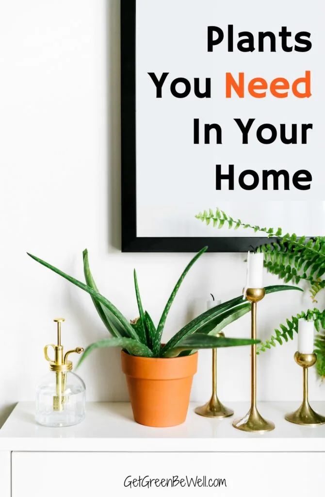 aloe vera plant on white shelf against white wall