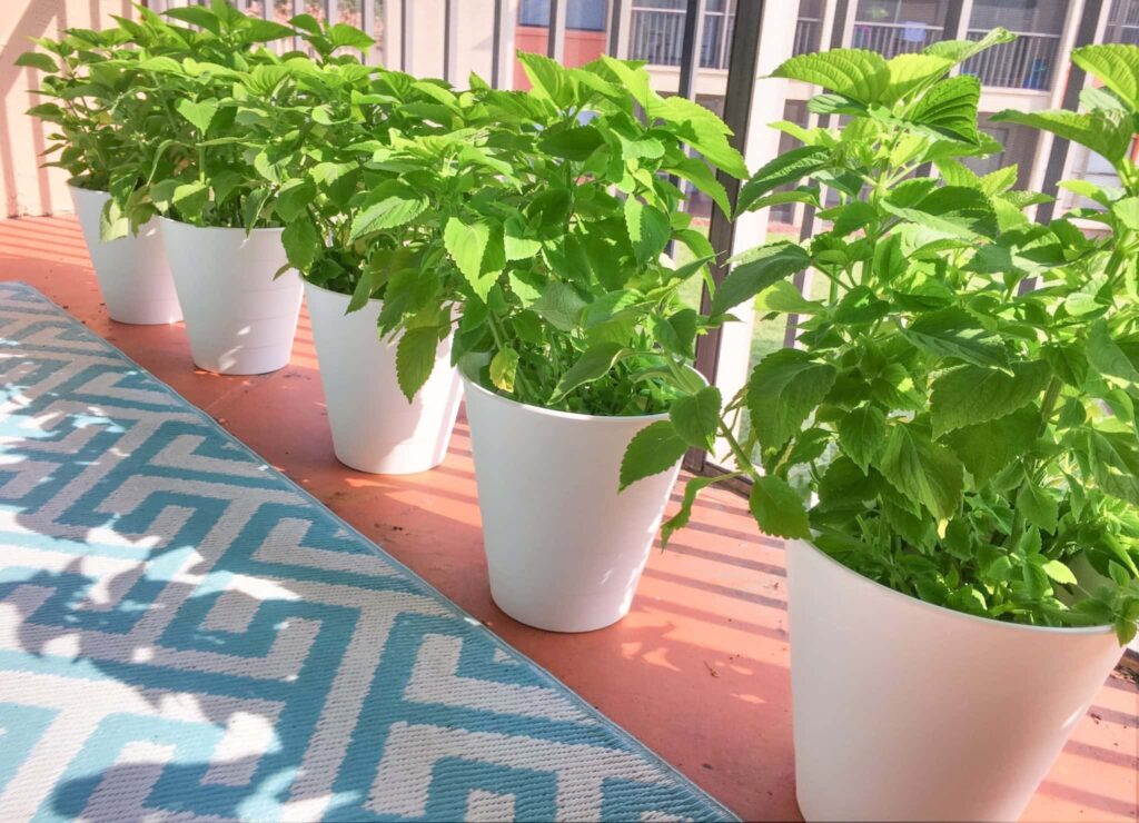 white trash cans with green coleus plants against a blue and white geometric rug