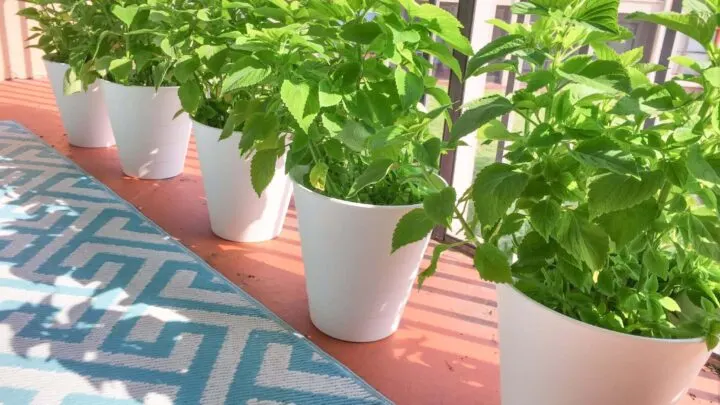 white trash cans with green coleus plants against a blue and white geometric rug