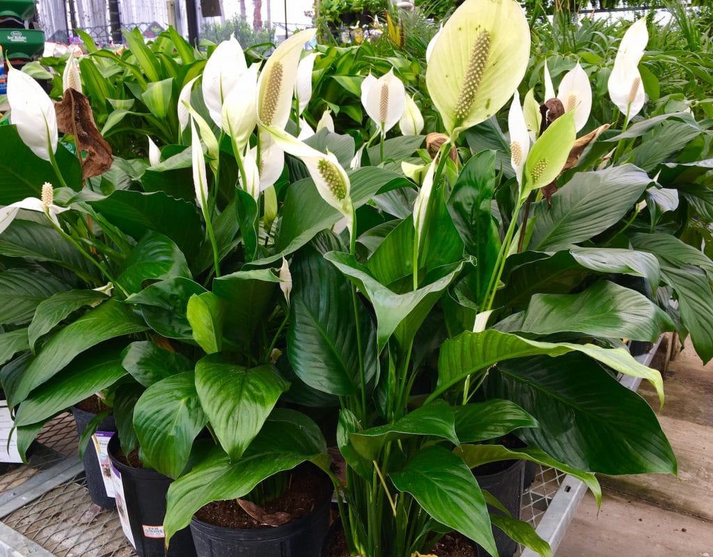 Peace Lillies Plants