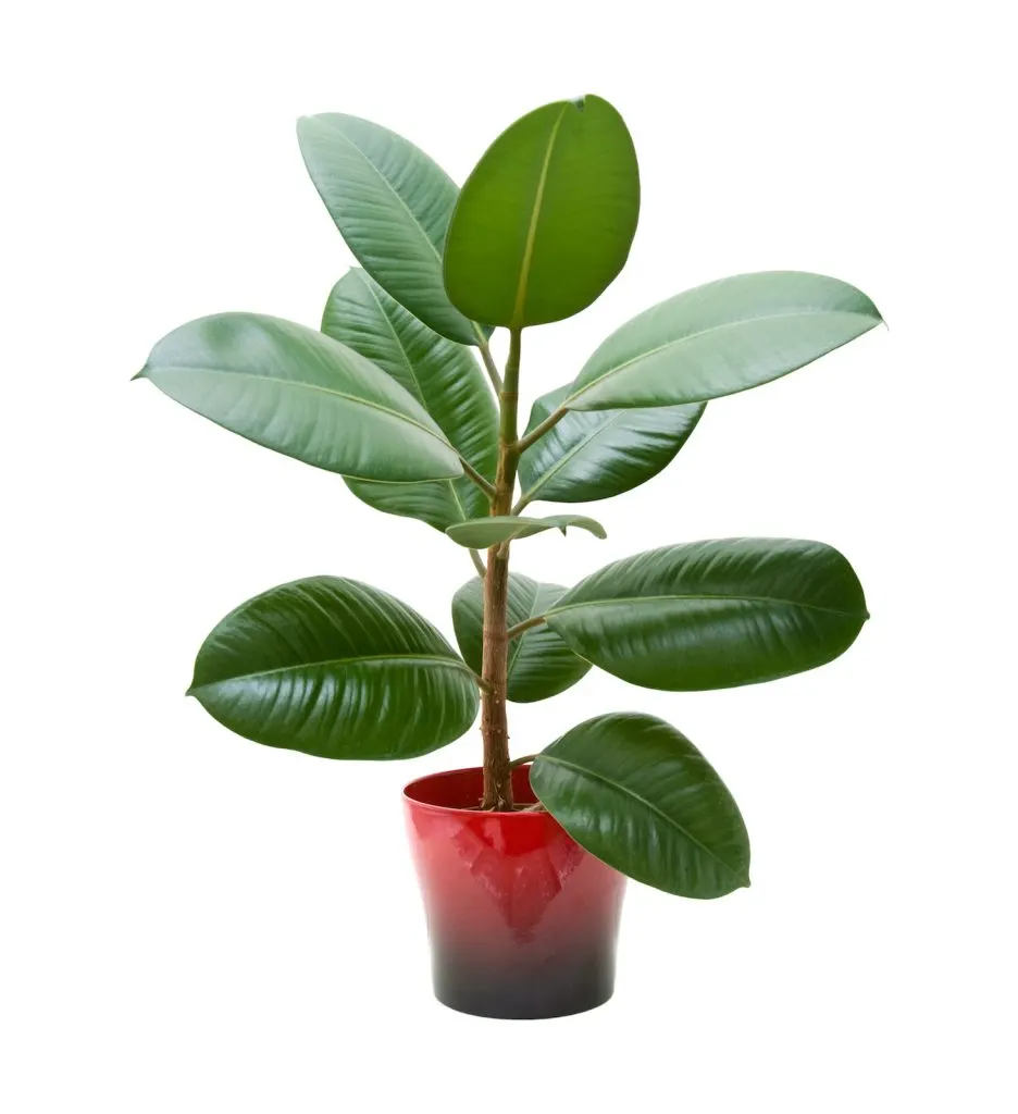 Rubber Plant tree in a red pot against white background for bedroom