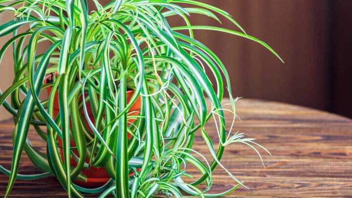 Green and White variegated spider plant in pot on a wooden table