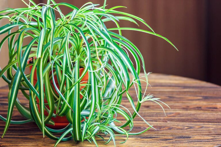 Green and White variegated spider plant in pot on a wooden table