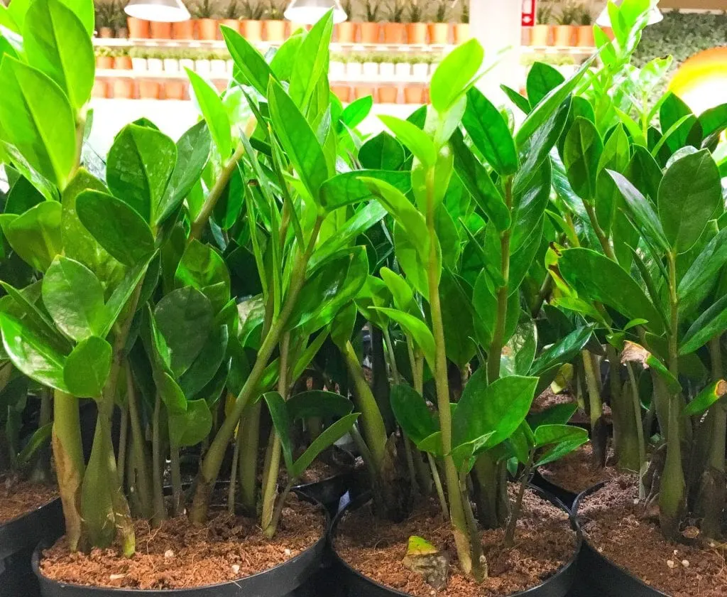 green ZZ plants in pots