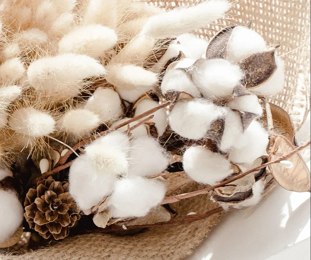 cotton plants on brown burlap