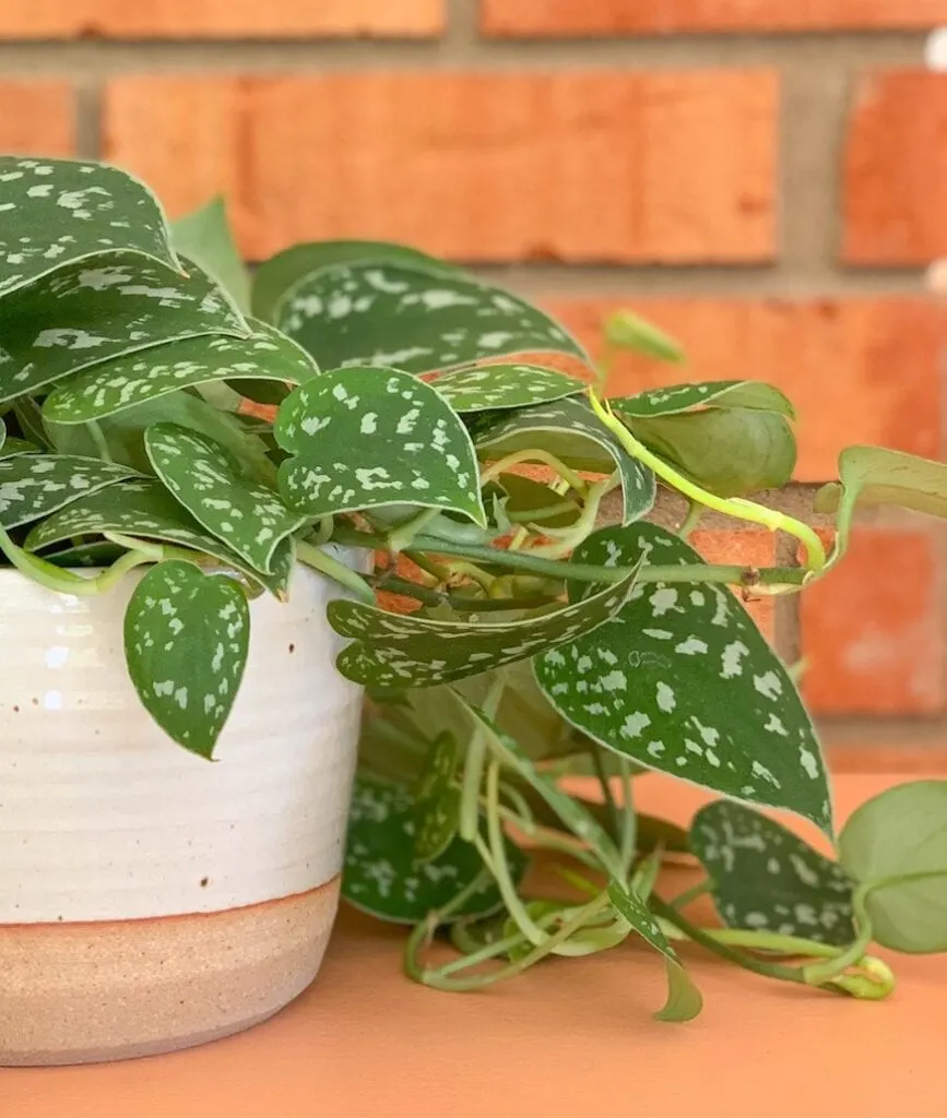 green vine plant in pottery pot against brick wall