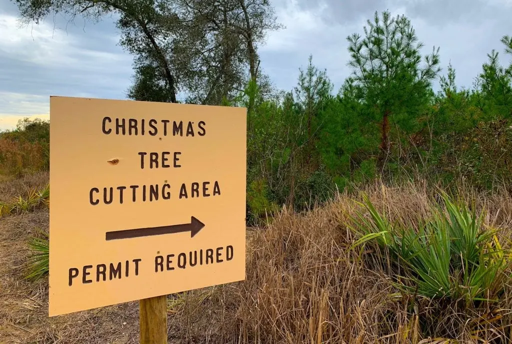 Christmas Tree Cutting National Forest Sign