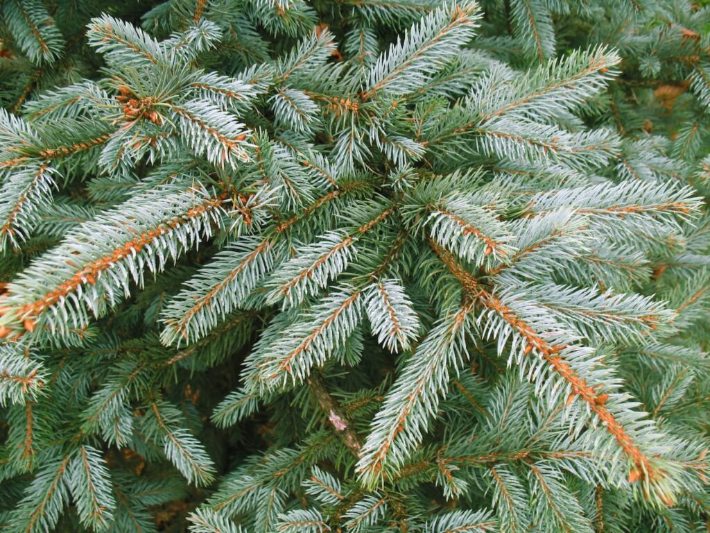 blue christmas tree branch national forest