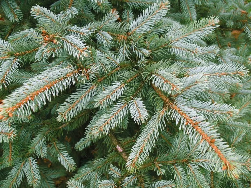 blue christmas tree branch national forest