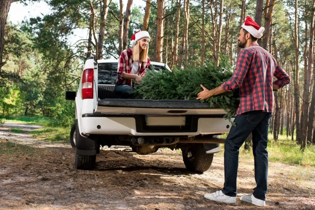 couple loading a cut Christmas tree into a white truck in a national forest