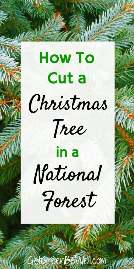 christmas tree branches