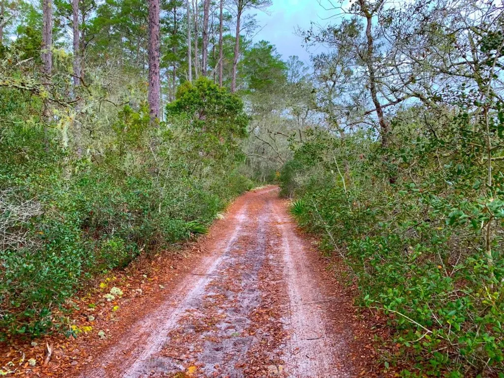 Sand road on edge ofOcala National Forest Christmas Tree Cutting Area