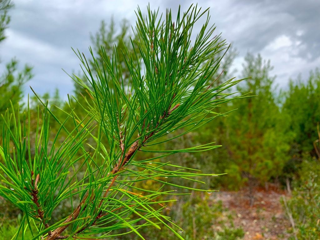 Ocala National Forest Sand Pine Tree