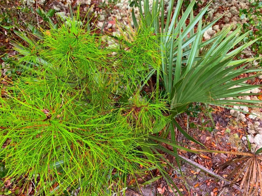Sand Pine Tree and Saw Palmetto Ocala National Forest