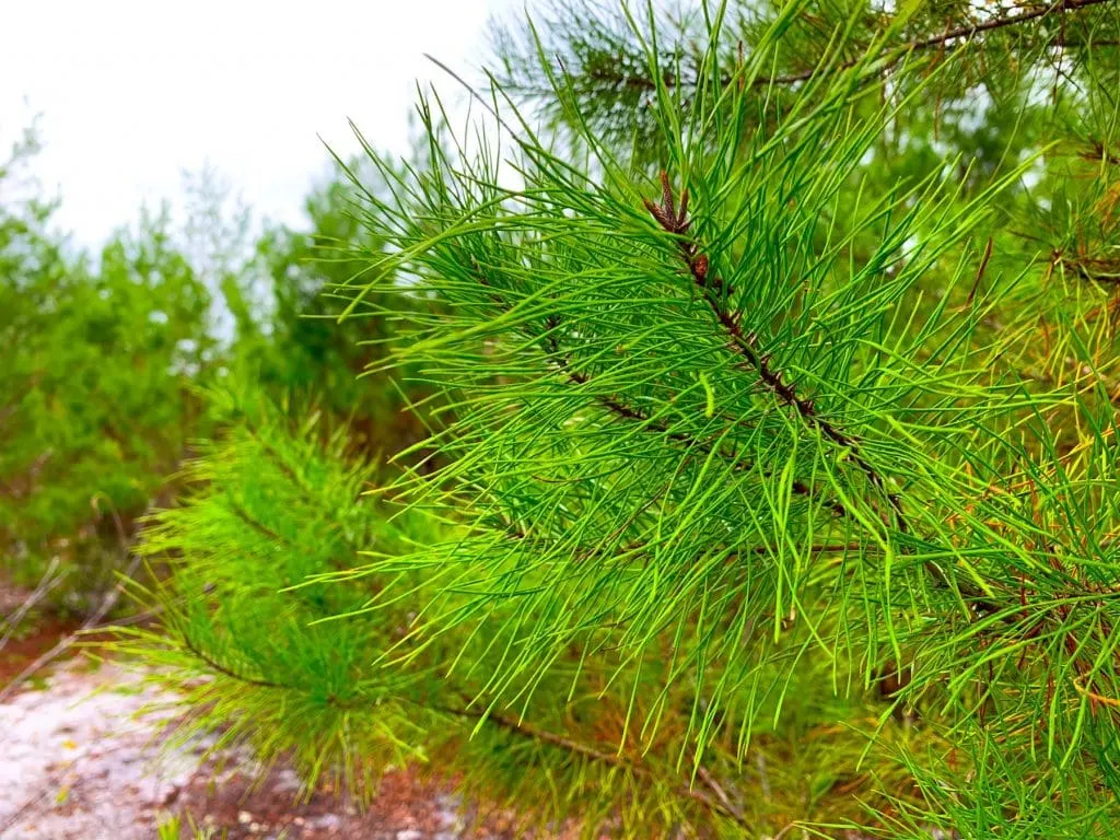 Sand Pine Trees Ocala National Forest Christmas Tree Cutting
