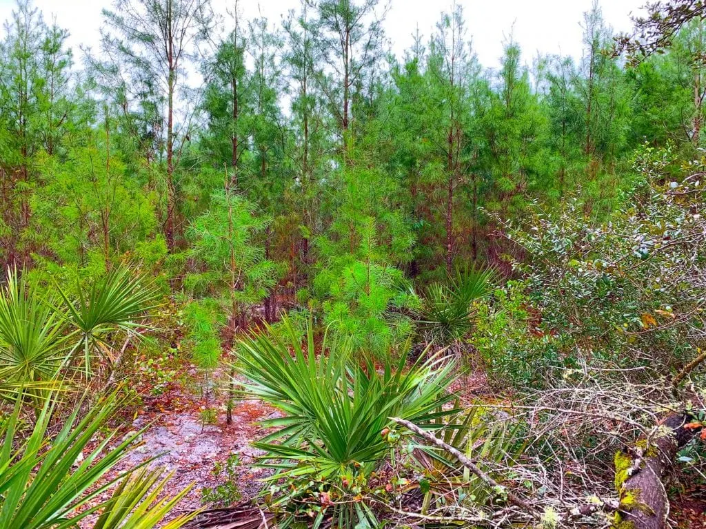 Sand Pine Trees Ocala National Forest Christmas Tree Cutting Area