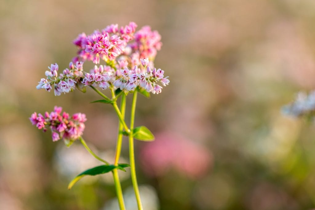 close up of purple buckwheat flower in field