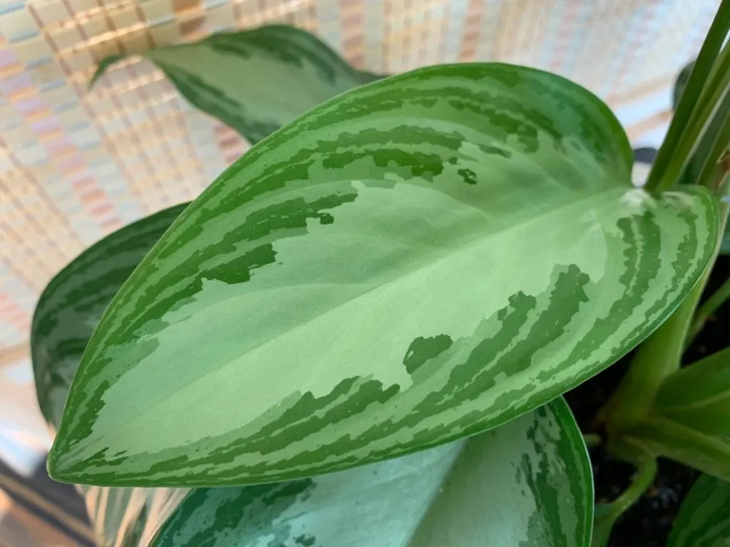Chinese evergreen leaf variegated green colors on houseplant that cleans the air