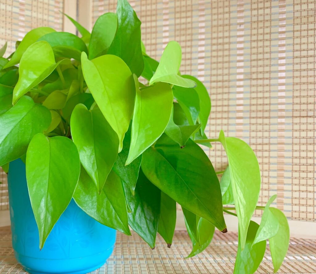 golden pothos lime green leaves in blue plastic pot indoor plants that clean air