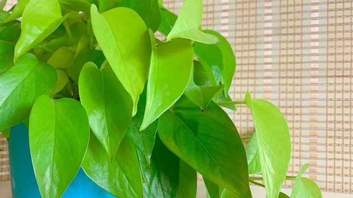 golden pothos lime green leaves in blue plastic pot indoor plants that clean air