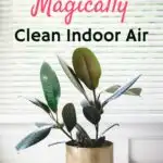 Discover the enchanting power of plants that clean the air indoors.