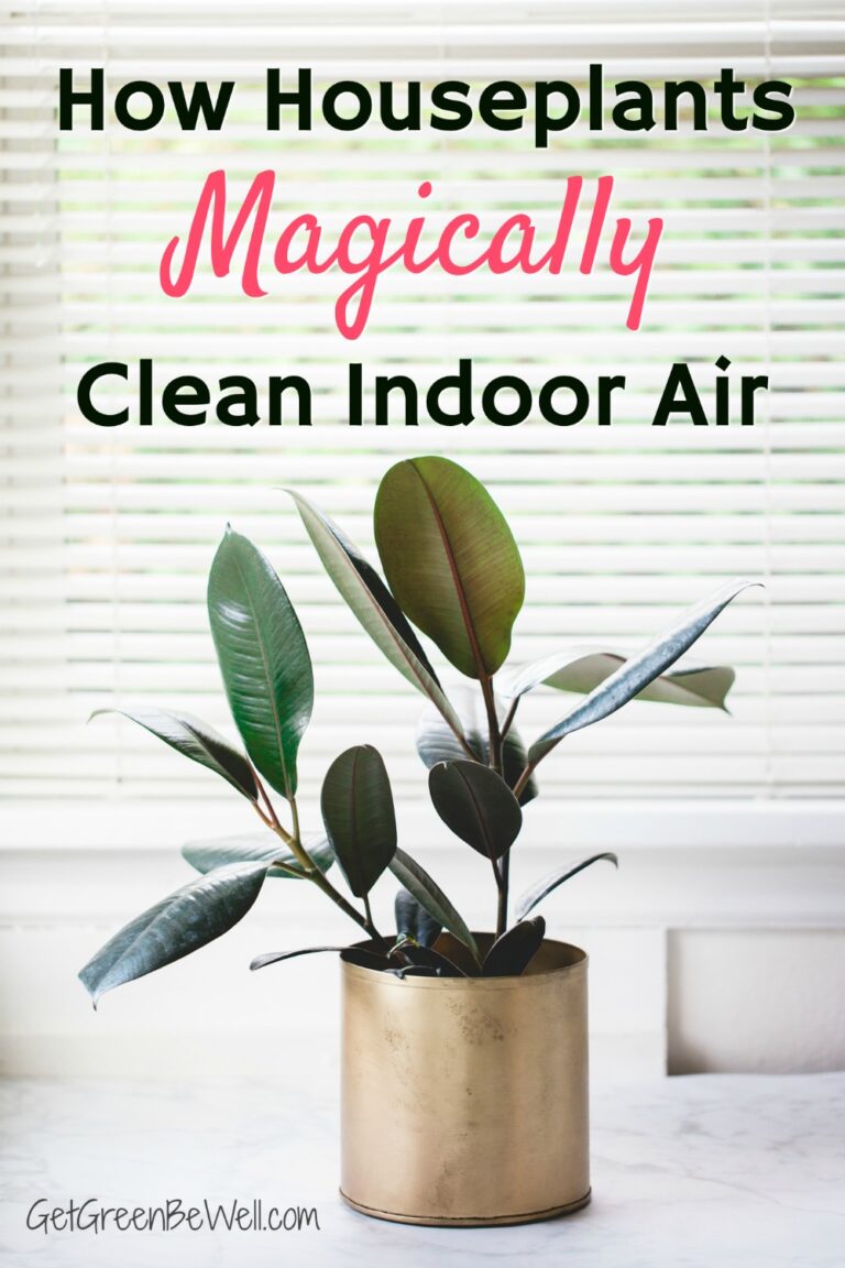 Indoor Plants that Clean the Air How Do They Remove Toxins? Get