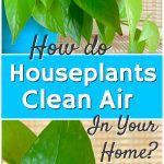 green houseplants that clean air indoors