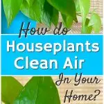 green houseplants that clean air indoors