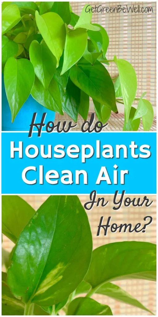 green houseplants that clean air indoors