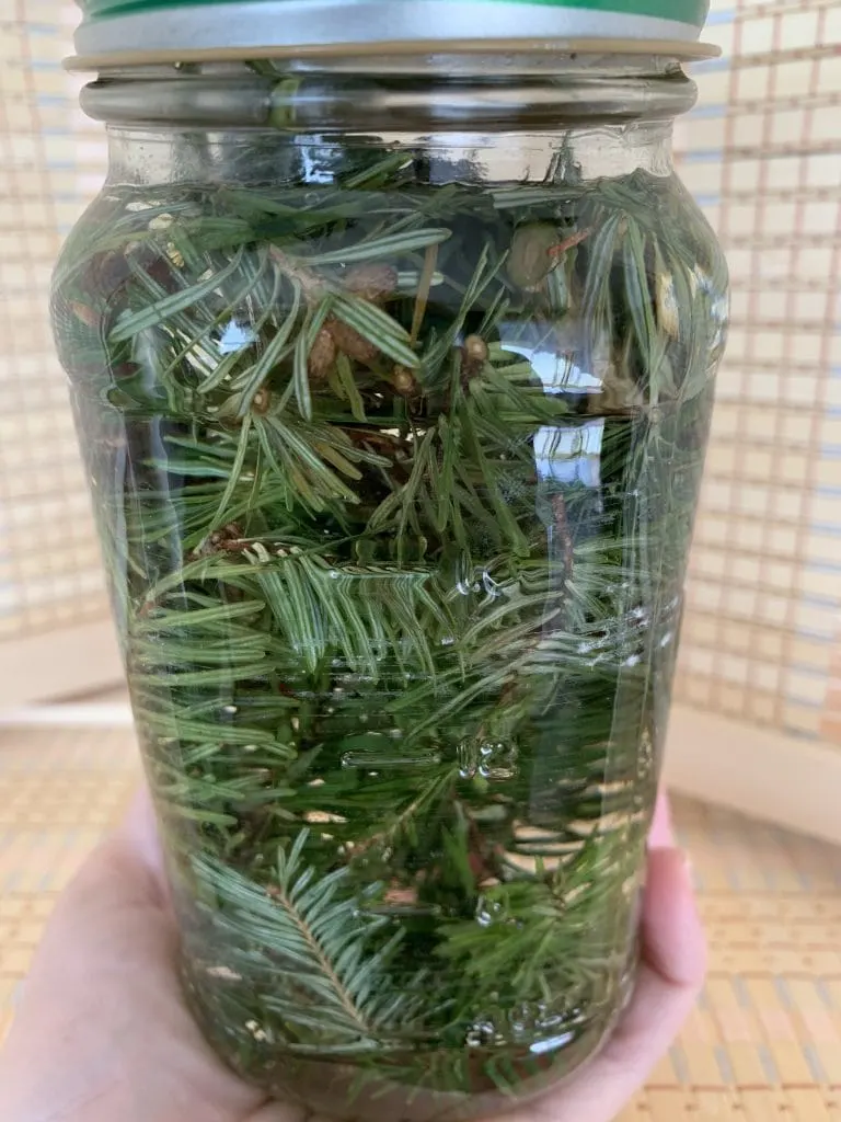 mason jar filled with pine branches for infused vinegar