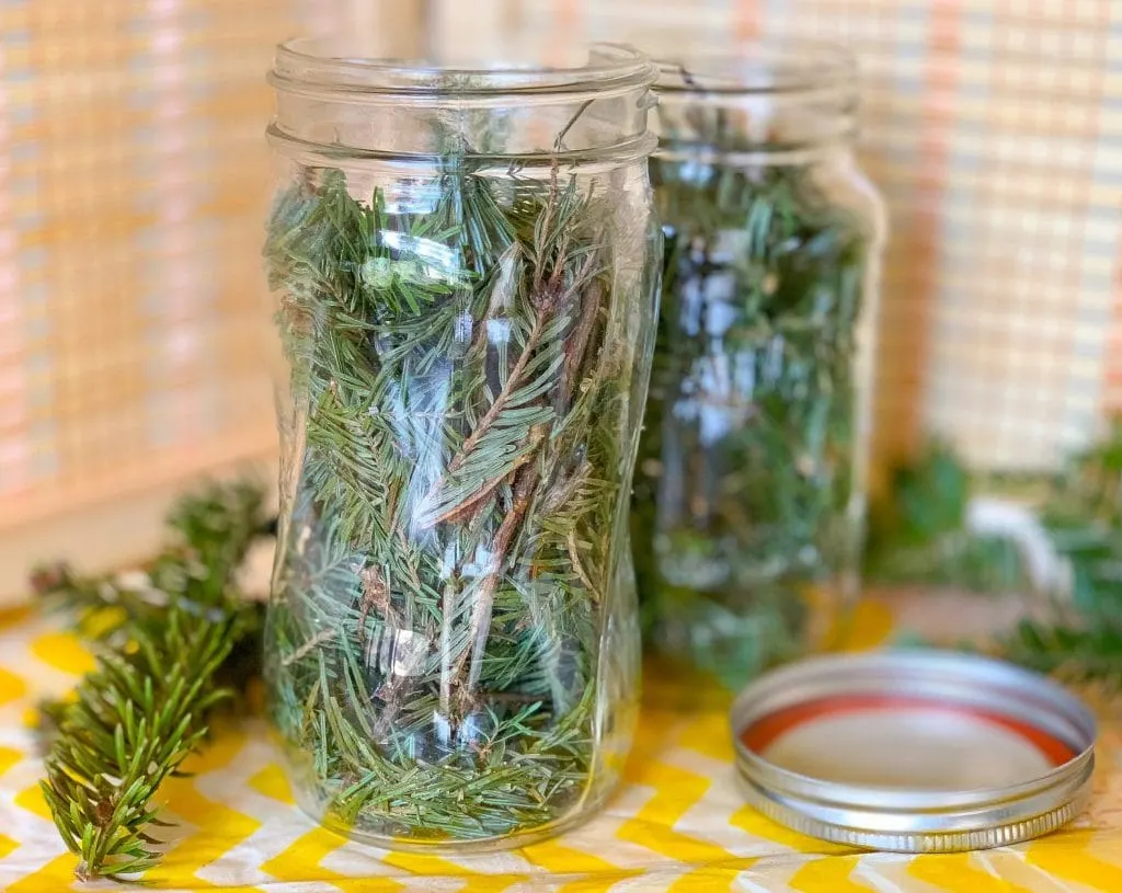 Pine Branches in Mason Jar for Green Cleaning Scented Vinegar