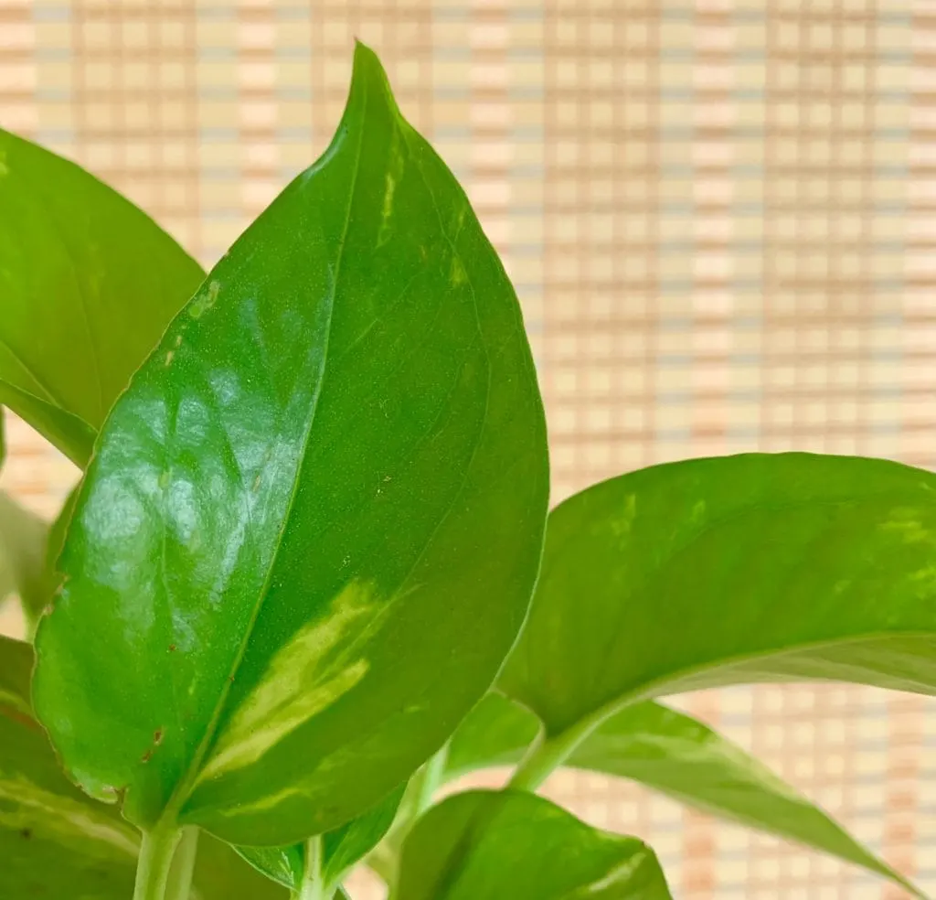 tiny pores on pothos houseplant to clean indoor air