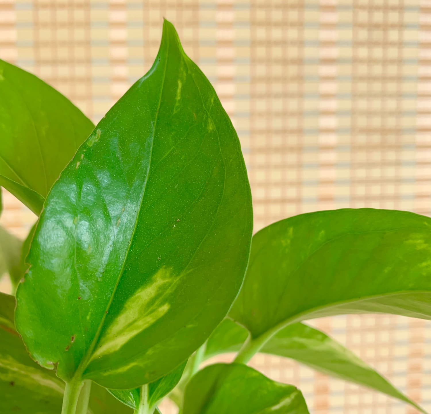 Indoor Plants that Clean the Air How Do They Remove Toxins? Get Green Be Well