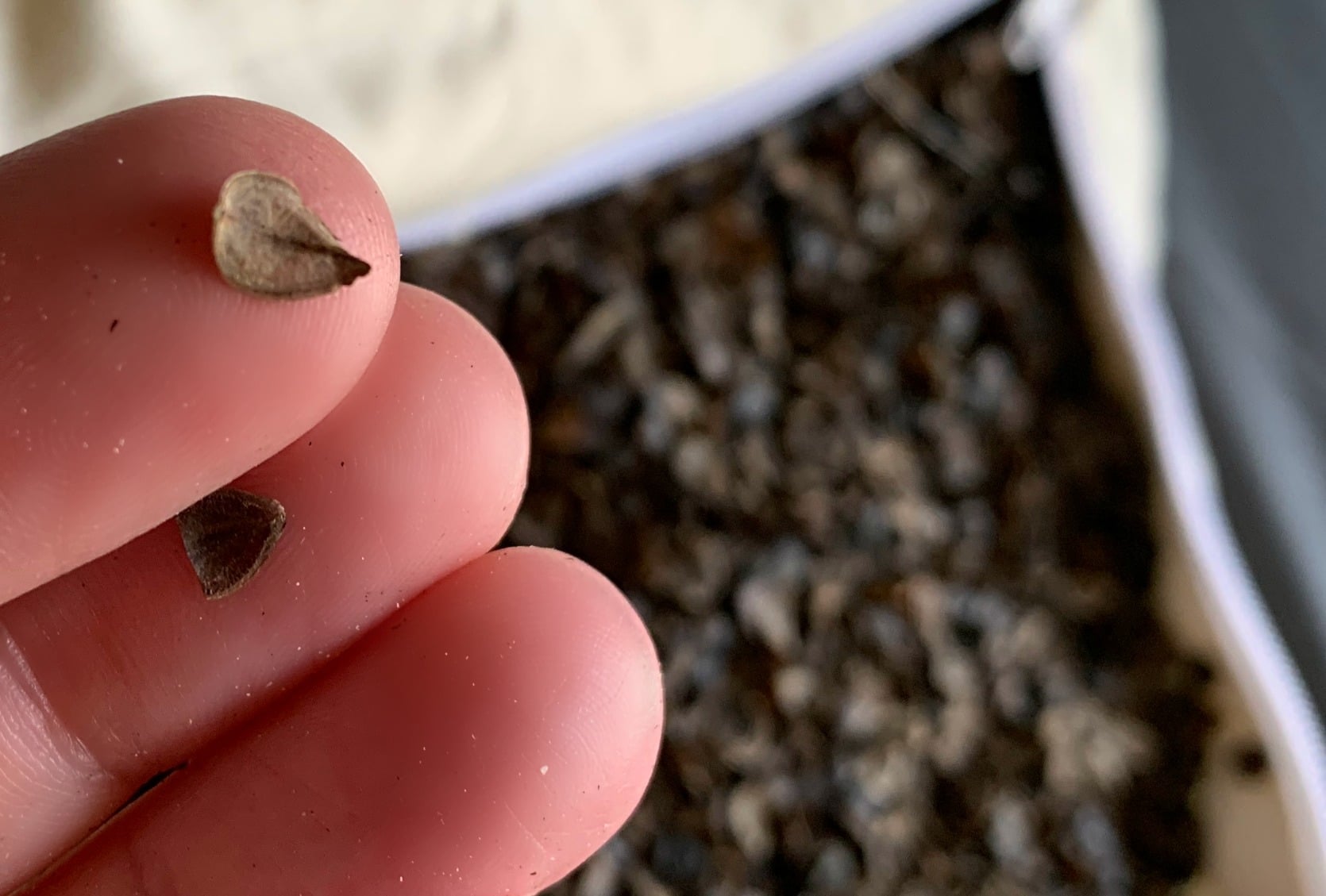 Best Buckwheat Pillow Guide Get Green Be Well