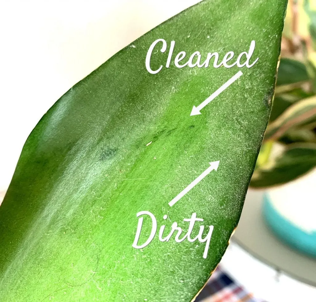 dusty snake plant leaf