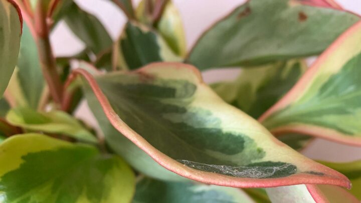 A close up of a clean houseplant with green and red leaves.