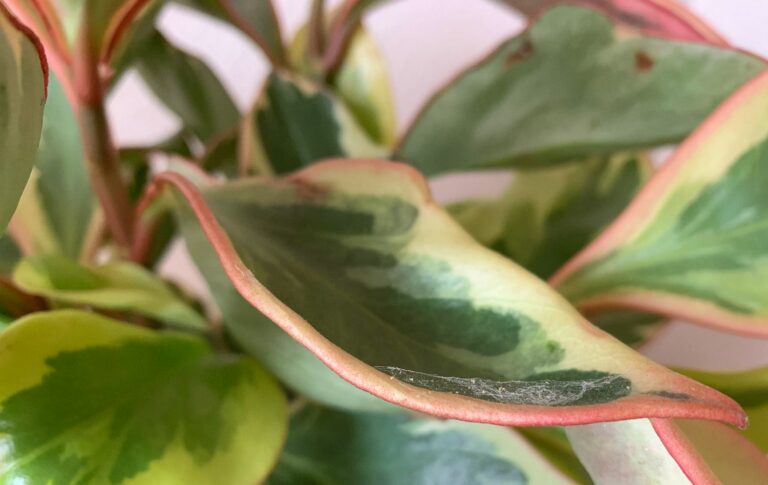 A close up of a clean houseplant with green and red leaves.