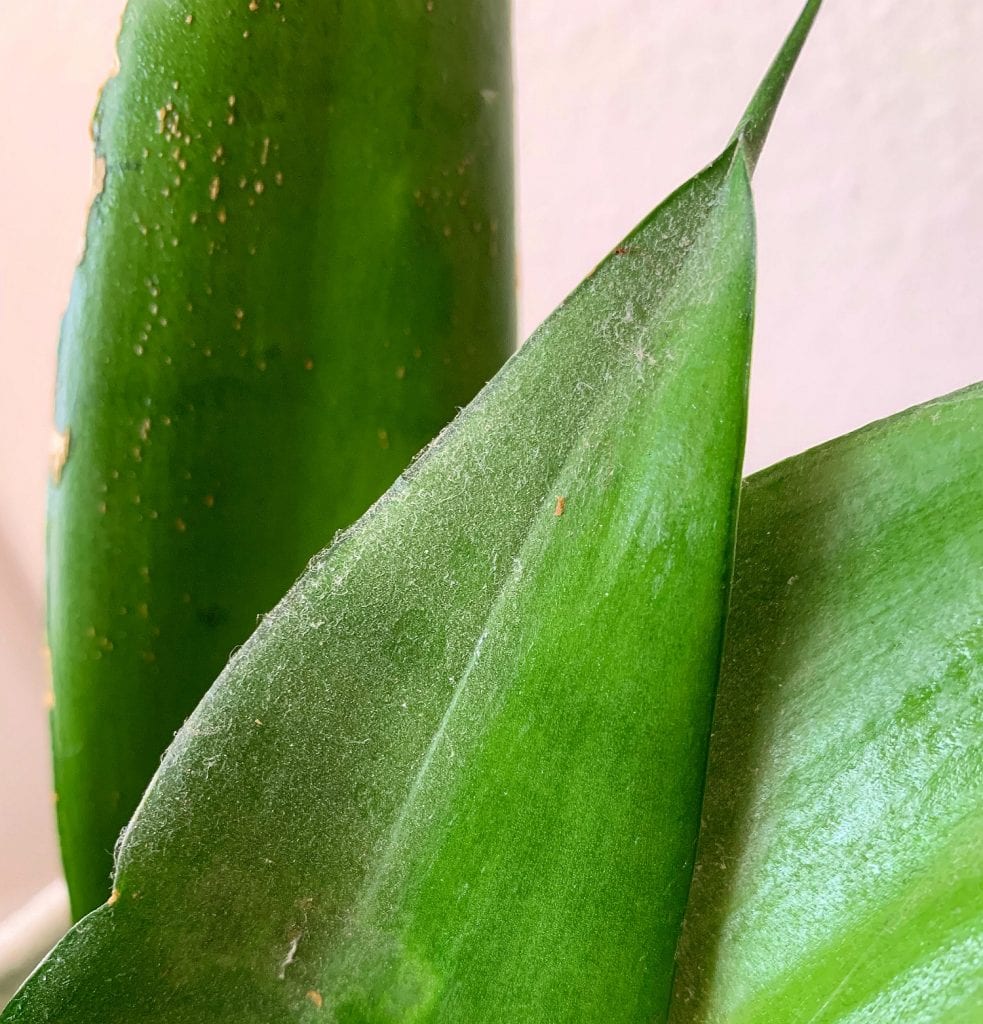 dust on a green houseplant leaf