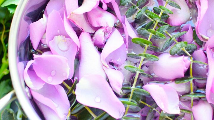 simmer pot full of rose petals eucalyptus leaves natural air freshener
