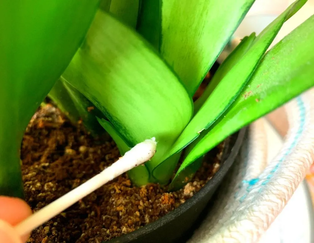 cotton swab cleaning leaves of a green houseplant in a black pot with soil
