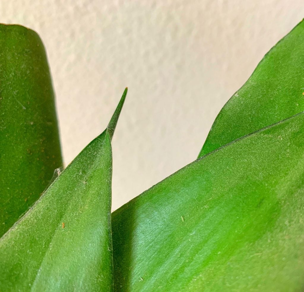 dusty green snake plant leaves