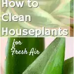 green indoor plant leaves covered in dust how to clean houseplants