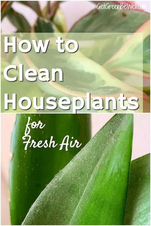 green indoor plant leaves covered in dust how to clean houseplants